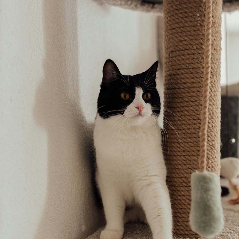 Hur får man katten att sluta klösa på möbler?