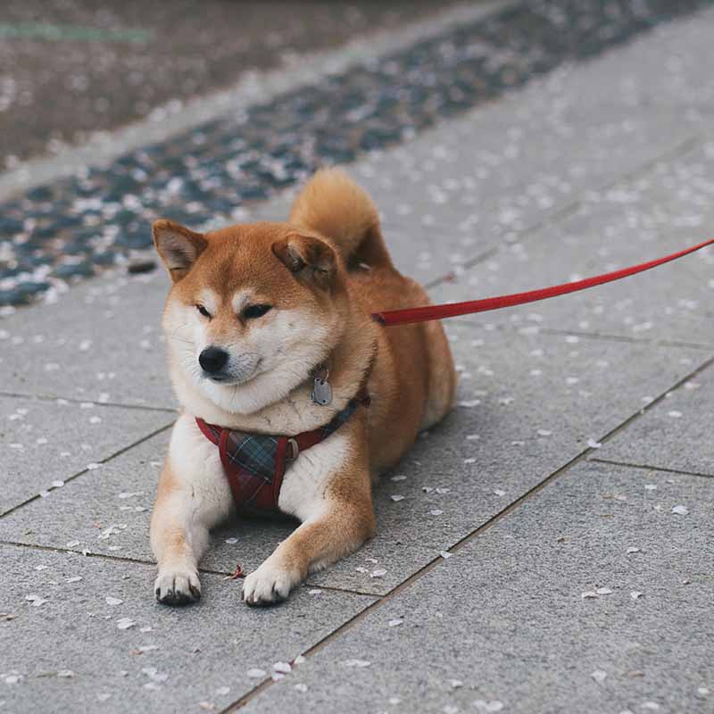 Hur tränar man en hund att gå fint i koppel?