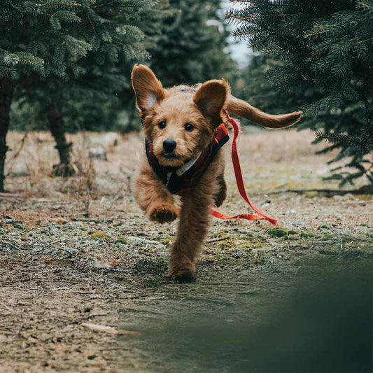 Hur mycket motion behöver en hund varje dag?