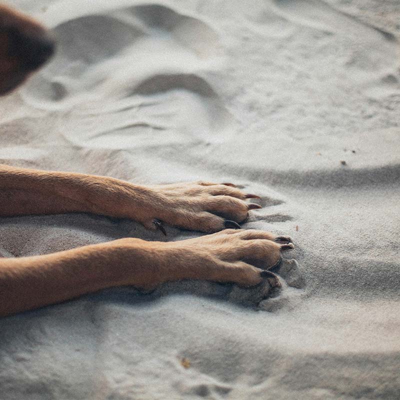 Hur ofta ska man klippa klorna på hunden?