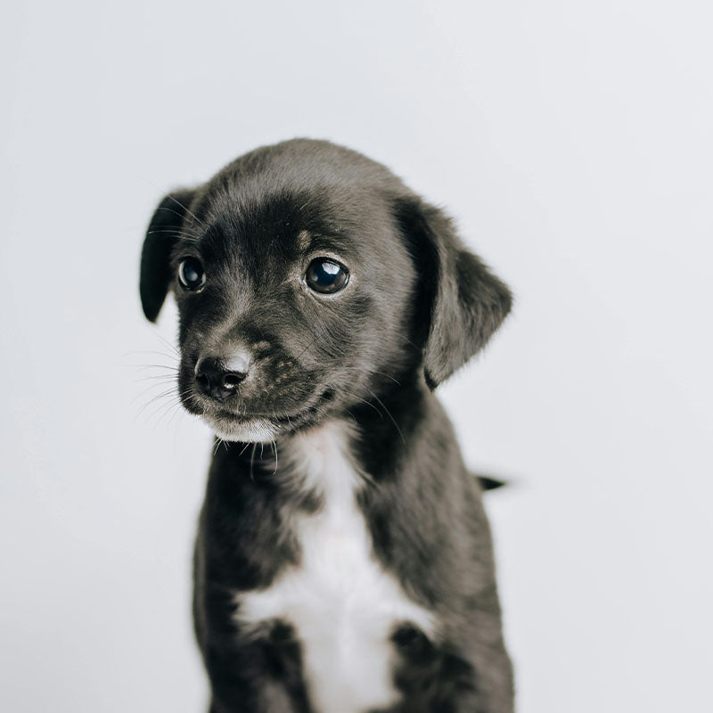 Hur får man valpen rumsren snabbt?