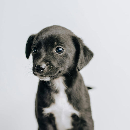 Hur får man valpen rumsren snabbt?