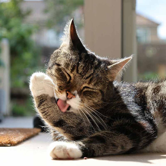 Hur ofta ska man borsta katten?
