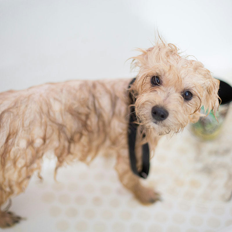 Hur ofta ska man bada en hund? Tips för olika raser