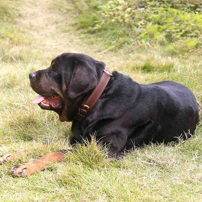 Hundhalsband läder – stark spänne - brun