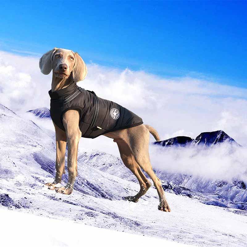 Hundjacka med sele – varm vinterjacka för hundar
