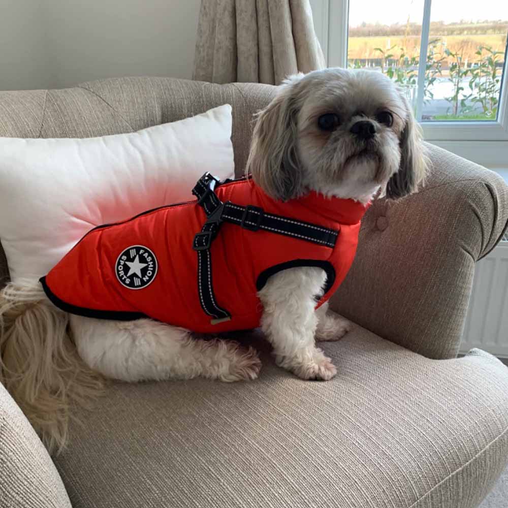 Hundjacka med sele – varm vinterjacka för hundar