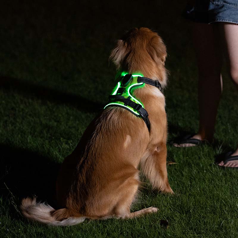 Hundsele med LED-belysning - reflex, laddningsbar & justerbar