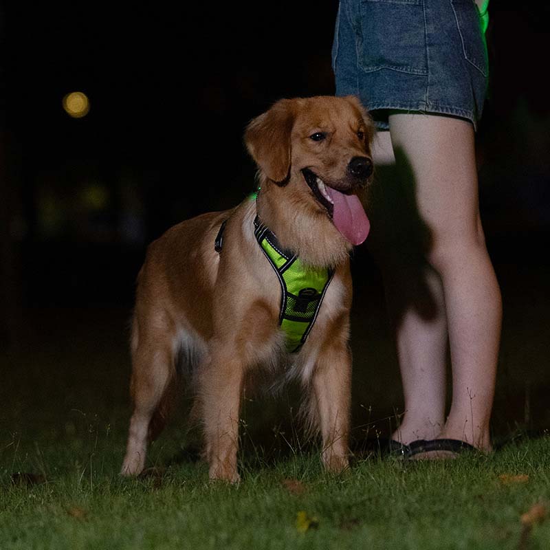 Hundsele med LED-belysning - reflex, laddningsbar & justerbar