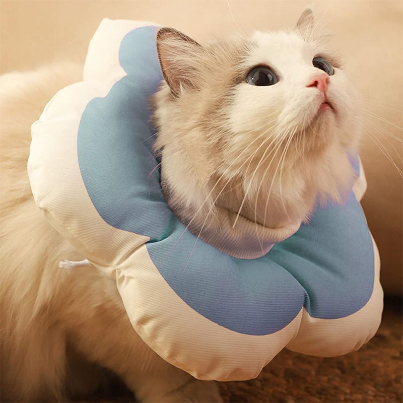 Kattkrage efter operation – anti-klös & slickskydd