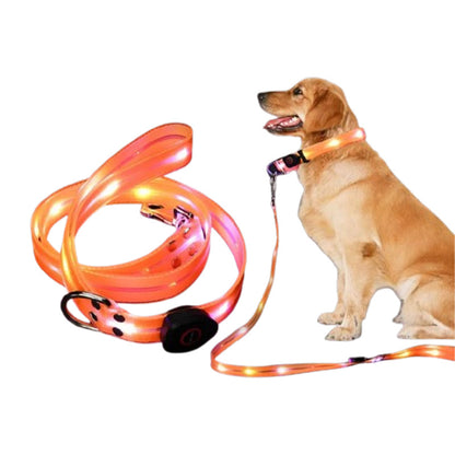 LED-koppel och halsband – synligt i mörker