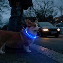 LED hundhalsband - laddningsbart & synligt i mörker