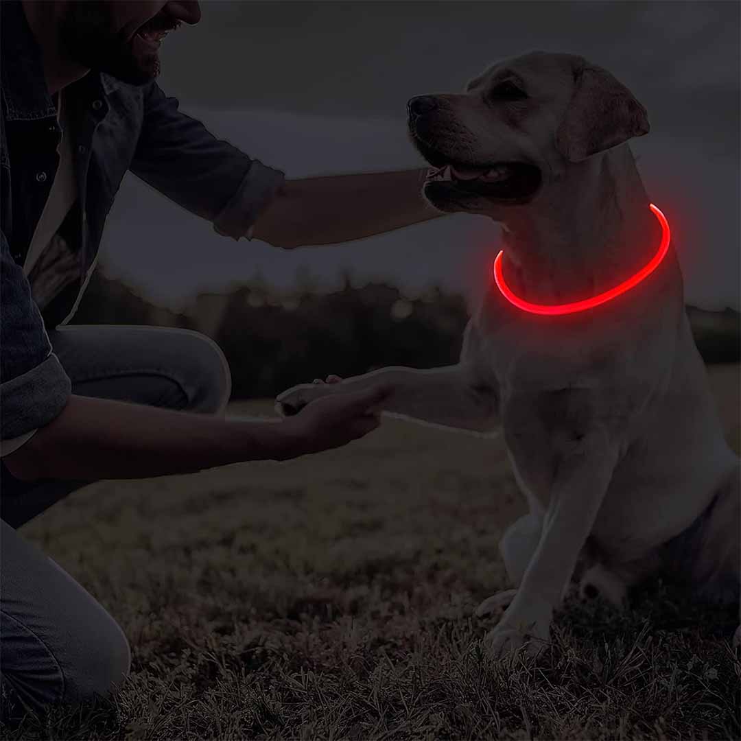 LED hundhalsband - laddningsbart & synligt i mörker