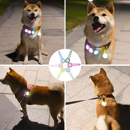 Lampa till hundhalsband - håll din hund synlig på kvällen