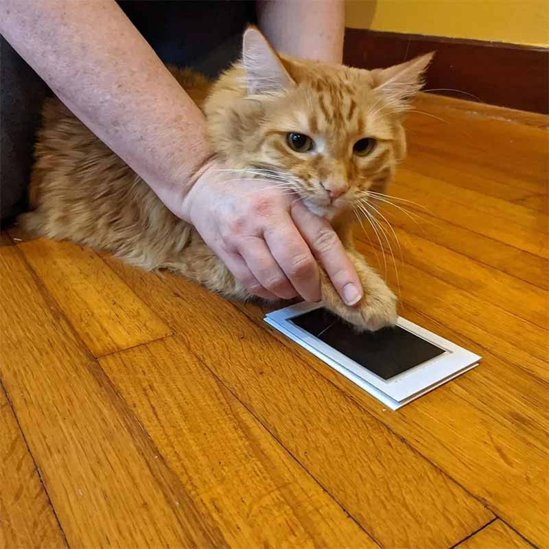 Tasstavla för hund och katt – kladdfritt tassavtryck